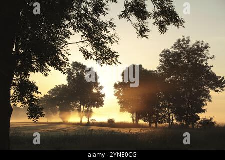 Silhouette di alberi di frassino in un campo di grano in tempo nebbia durante l'alba Foto Stock