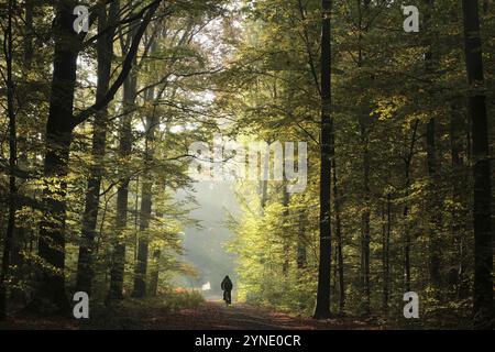 L'uomo sta andando in bicicletta lungo un sentiero nella foresta in una nebbiosa mattina d'autunno Foto Stock