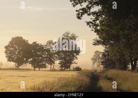 Silhouette di alberi di frassino in un campo di grano in tempo nebbia durante l'alba Foto Stock