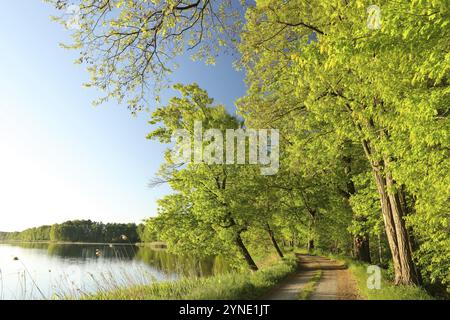 Una strada sterrata tra querce ai margini di un lago in una soleggiata mattinata di primavera Foto Stock