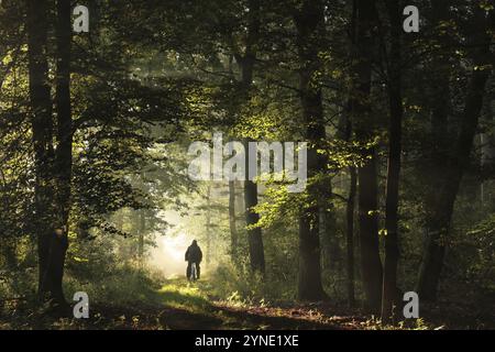 Un ciclista cavalca attraverso la foresta autunnale durante l'alba Foto Stock