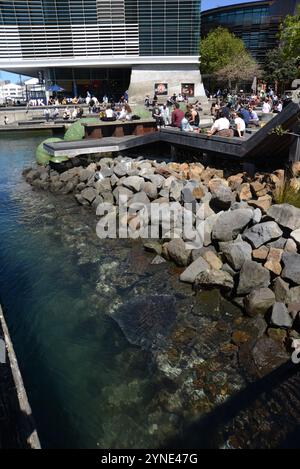 WELLINGTON, NUOVA ZELAND, 22 OTTOBRE 2024: Una gigantesca pastinaca (primo piano, centro) naviga sul lungomare al porto di Wellington, mentre la gente si gode la pausa pranzo in caffetterie all'aperto. Foto Stock