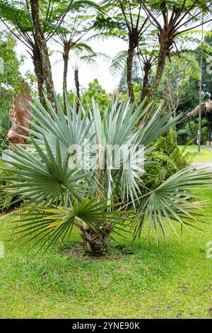 Il Brahea armata, comunemente noto come palma blu messicana o palma blu hesper, è un grande albero sempreverde della famiglia delle palme Arecaceae. Foto Stock