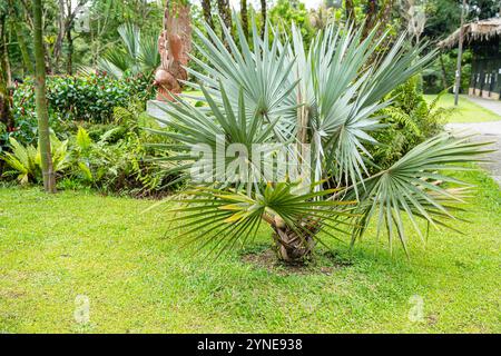 Il Brahea armata, comunemente noto come palma blu messicana o palma blu hesper, è un grande albero sempreverde della famiglia delle palme Arecaceae. Foto Stock