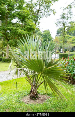 Il Brahea armata, comunemente noto come palma blu messicana o palma blu hesper, è un grande albero sempreverde della famiglia delle palme Arecaceae. Foto Stock