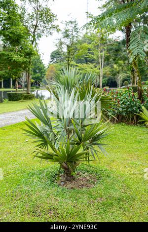 Il Brahea armata, comunemente noto come palma blu messicana o palma blu hesper, è un grande albero sempreverde della famiglia delle palme Arecaceae. Foto Stock