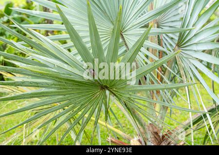Il Brahea armata, comunemente noto come palma blu messicana o palma blu hesper, è un grande albero sempreverde della famiglia delle palme Arecaceae. Foto Stock