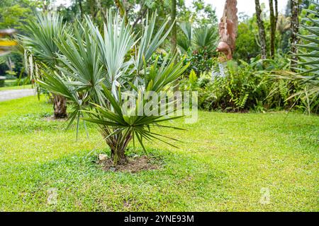 Il Brahea armata, comunemente noto come palma blu messicana o palma blu hesper, è un grande albero sempreverde della famiglia delle palme Arecaceae. Foto Stock