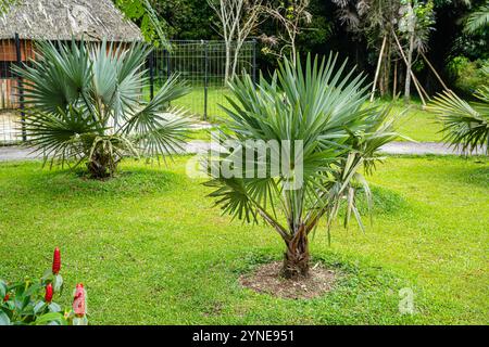 Il Brahea armata, comunemente noto come palma blu messicana o palma blu hesper, è un grande albero sempreverde della famiglia delle palme Arecaceae. Foto Stock