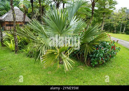Il Brahea armata, comunemente noto come palma blu messicana o palma blu hesper, è un grande albero sempreverde della famiglia delle palme Arecaceae. Foto Stock
