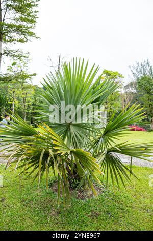 Il Brahea armata, comunemente noto come palma blu messicana o palma blu hesper, è un grande albero sempreverde della famiglia delle palme Arecaceae. Foto Stock