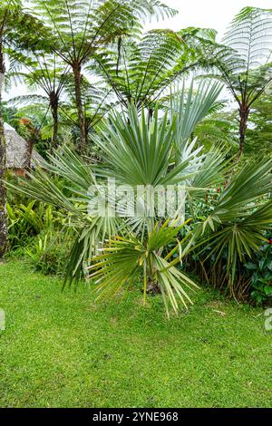 Il Brahea armata, comunemente noto come palma blu messicana o palma blu hesper, è un grande albero sempreverde della famiglia delle palme Arecaceae. Foto Stock