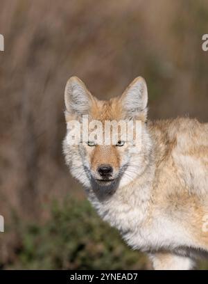 Intrappolamento di Coyote nel North Dakota Foto Stock