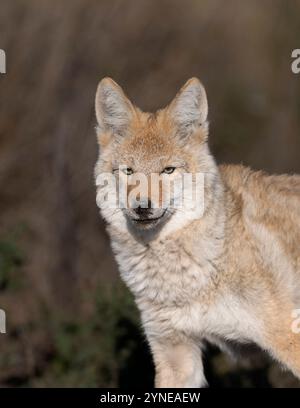 Intrappolamento di Coyote nel North Dakota Foto Stock