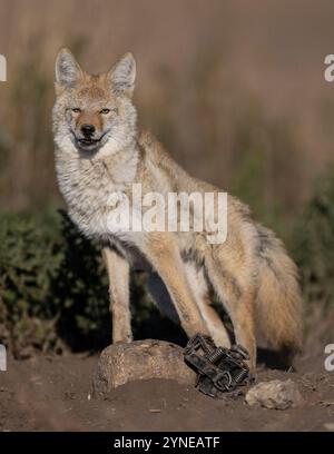 Intrappolamento di Coyote nel North Dakota Foto Stock