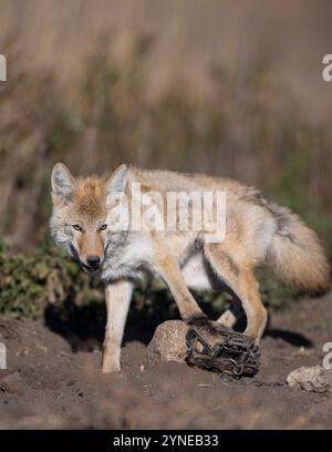 Intrappolamento di Coyote nel North Dakota Foto Stock