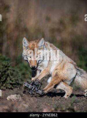 Coyotes nel North Dakota Foto Stock