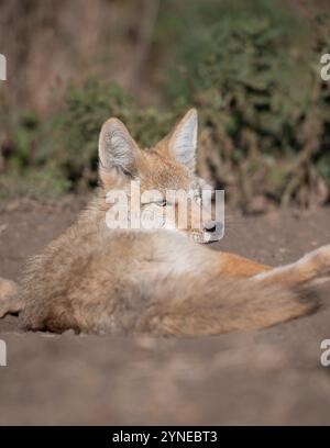 Coyotes nel North Dakota Foto Stock