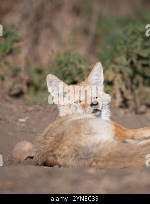 Coyotes nel North Dakota Foto Stock