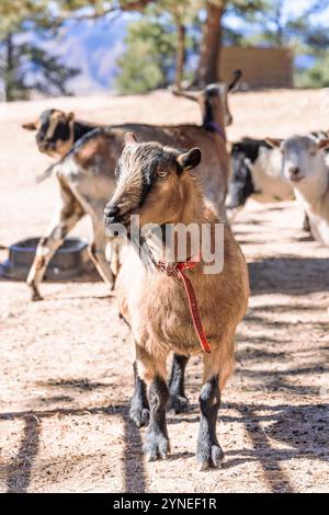 Capra nera e marrone allo zoo di animali domestici Foto Stock