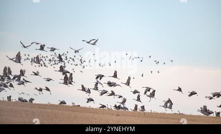 Un branco di gru di sabbia che decollano da un campo di grano nel North Dakota Foto Stock