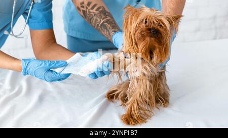 Medici di veterinario irriconoscibile che mettono bendaggio sulla zampa del cane piccolo alla clinica animale, primo piano Foto Stock