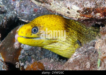 Anguilla di Moray barred minorenne, polizona di Echidna, immersione notturna, sito di immersione Seraya, Karangasem, Bali, Indonesia Foto Stock