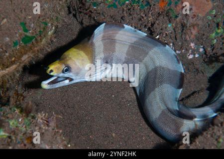 Barred Moray Eel, Echidna polyzona, immersioni notturne, Seraya dive site, Karangasem, Bali, Indonesia Foto Stock