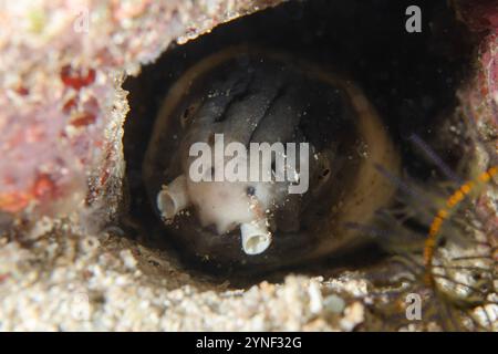 Anguilla di serpente dalle spalle scure, cephalozona di Ophichthus, in Hole, sito di immersione di Sanggamau, Bangka, Sulawesi, Indonesia Foto Stock