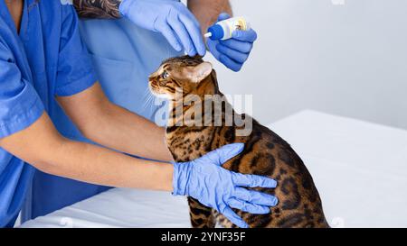 Trattamento di infezione dell'orecchio per i gatti. Vet medici che usano gocce sul loro paziente in clinica animale, primo piano Foto Stock