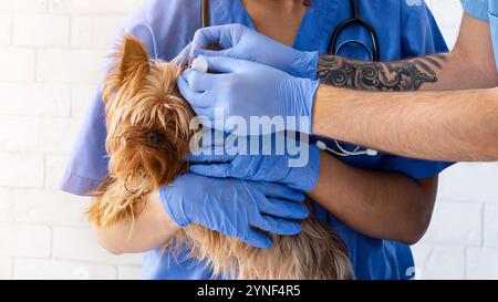 Veterinario giovane con assistente che usa orecchini per trattare il cane in ospedale animale Foto Stock