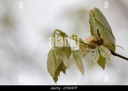 Gocce di rugiada sulle nuove foglie verdi in primavera Foto Stock