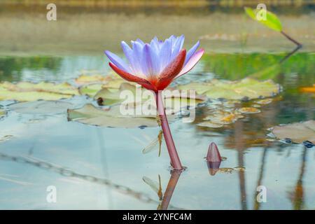 La Nymphaea micrantha, una specie di ninfee, si distingue per la sua elegante bellezza e i delicati fiori galleggianti. Foto Stock