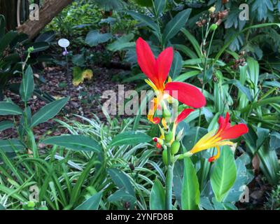 Fiori rossi brillanti con accenti gialli emergono dal verde del fogliame in un giardino sereno, circondato da varie piante. La scena cattura un tranquillo momen Foto Stock