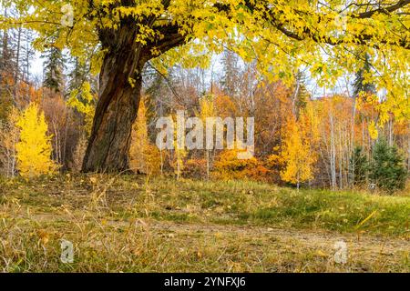 Paesaggio con baldacchino d'acero che incornicia gli alberi del parco in colori autunnali Foto Stock