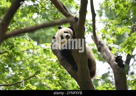 (241126) -- PECHINO, 26 novembre 2024 (Xinhua) -- panda gigante le le le frolics su un ramo d'albero alla base Dujiangyan del China Conservation and Research Center for the Giant Panda a Chengdu, nella provincia del Sichuan, nella Cina sud-occidentale, 19 aprile 2024. Le le, maschio, è nato nel parco naturale River Wonders di Singapore il 14 agosto 2021. Unici per la Cina e adorati in tutto il mondo, i panda giganti hanno svolto il ruolo di "ambasciatori", favorendo ponti di amicizia tra la Cina e gli altri paesi. Dagli anni '1990, la Cina ha condotto iniziative comuni di ricerca sulla protezione con 26 istituzioni Foto Stock