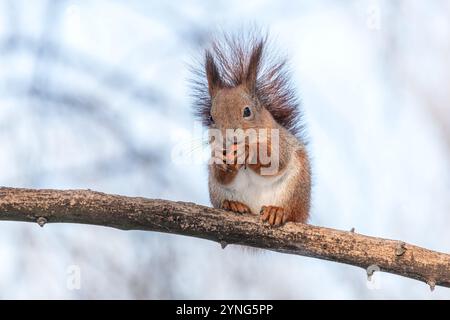 curioso scoiattolo rosso si siede su un ramo di un albero e mangia un dado. vista ravvicinata. Foto Stock