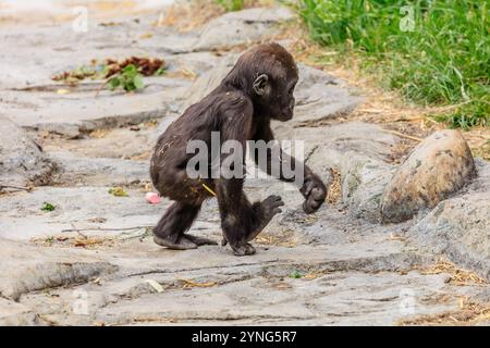 Un piccolo gorilla sta camminando su un sentiero roccioso. Il bambino è piccolo e ha un cappotto nero Foto Stock