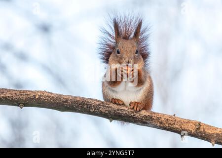 divertente scoiattolo rosso si siede su un ramo di un albero, mangia un dado e guarda in una macchina fotografica. vista ravvicinata. Foto Stock