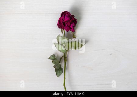 Una vista dall'alto verso il basso di una rosa rossa essiccante, che mostra i suoi delicati petali, stelo e foglie, appoggiati su una superficie in legno. Foto Stock