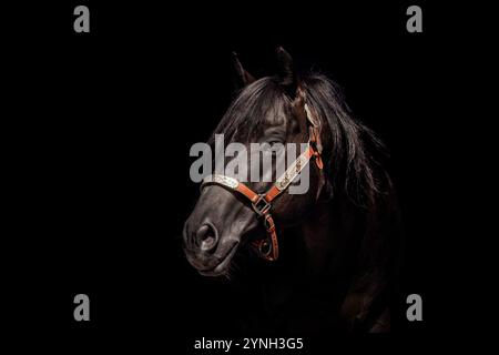 Ritratto nero di uno stallone di cavallo di un quarto nero Foto Stock