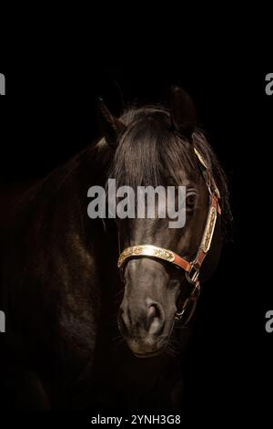 Ritratto nero di uno stallone di cavallo di un quarto nero Foto Stock