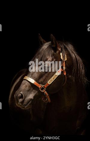 Ritratto nero di uno stallone di cavallo di un quarto nero Foto Stock