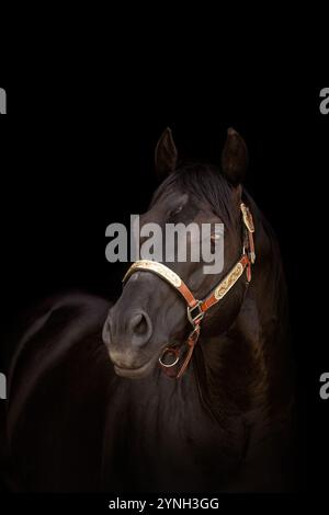 Ritratto nero di uno stallone di cavallo di un quarto nero Foto Stock