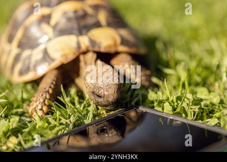 Una tartaruga greca (testudo hermanni) in un giardino in estate all'aperto Foto Stock