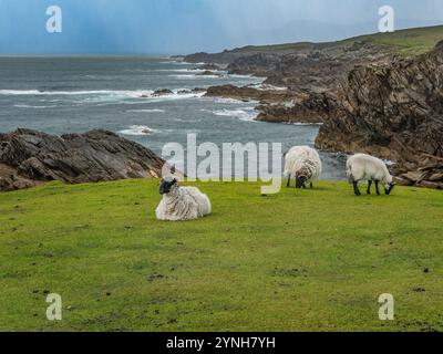 Una pecora solitaria sorge in mezzo a una campagna rocciosa, con il suo spesso cappotto di lana. La scena cattura la bellezza serena e selvaggia del paesaggio rurale Foto Stock