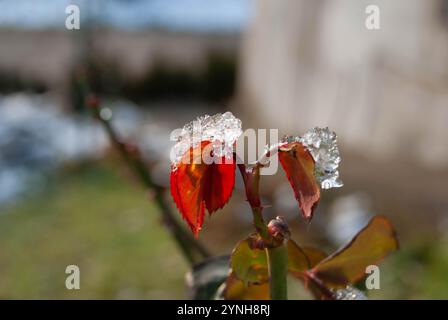 Una foglia di rosa ricoperta di neve scintillante che cattura la bellezza dell'inverno in un giardino. Foto Stock