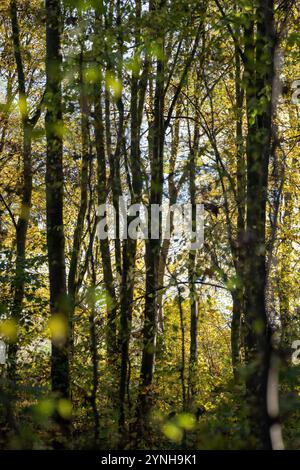 Una passeggiata attraverso i boschi, i boschi inglesi in autunno con foglie autunnali gialle, marroni e arancioni sugli alberi Foto Stock