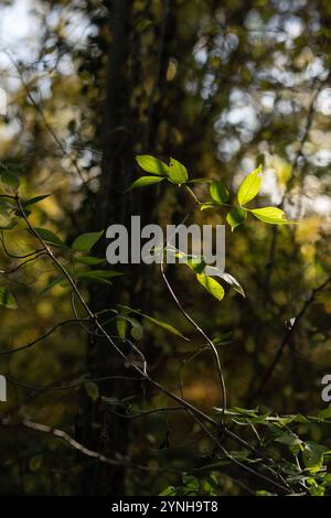 Foglie autunnali nel bosco con il sole che splende tra gli alberi Foto Stock