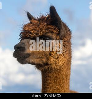 Testa di Alpaca in una fattoria nel nord della California. Foto Stock